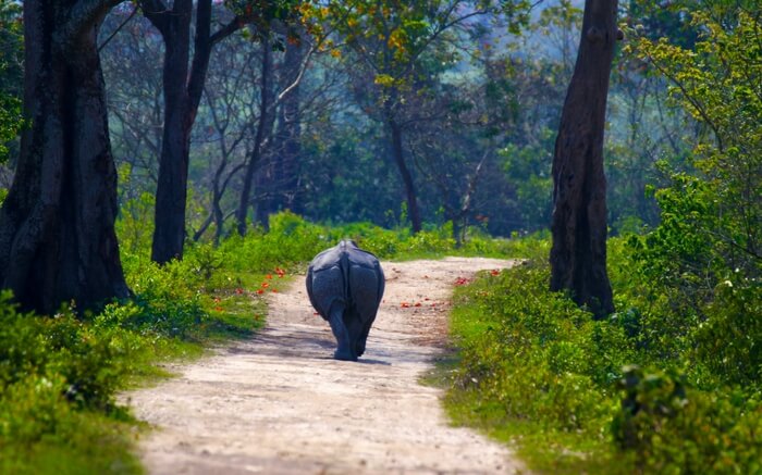 Kaziranga National Park, 5 of the Top Wildlife Sanctuaries in India, kaziranga national park information, kaziranga national park project, kaziranga national park animals, kaziranga national park essay, kaziranga national park safari, kaziranga national park map, kaziranga national park famous for, kaziranga national park hotels